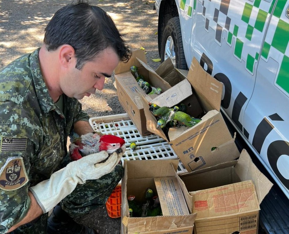 Filhotes de aves silvestres mantidos em cativeiros são apreendidos, em Teodoro Sampaio (SP) — Foto: Polícia Ambiental
