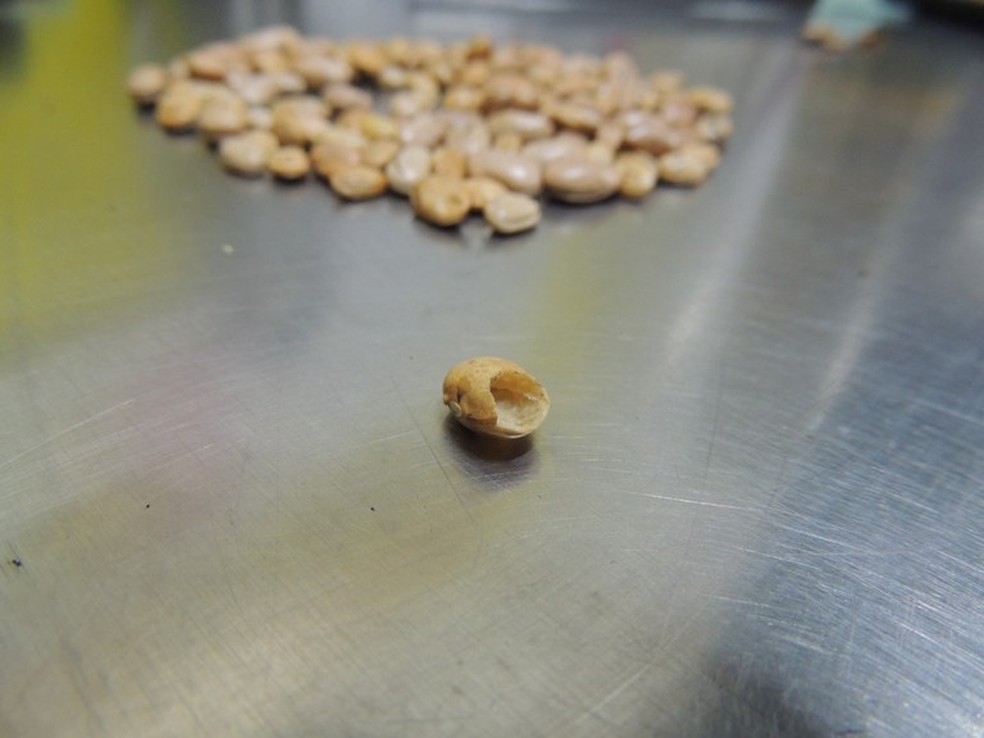 Ministério da Agricultura e Pecuária encontra grãos de feijão quebrado durante fiscalização — Foto: Divulgação / Mapa