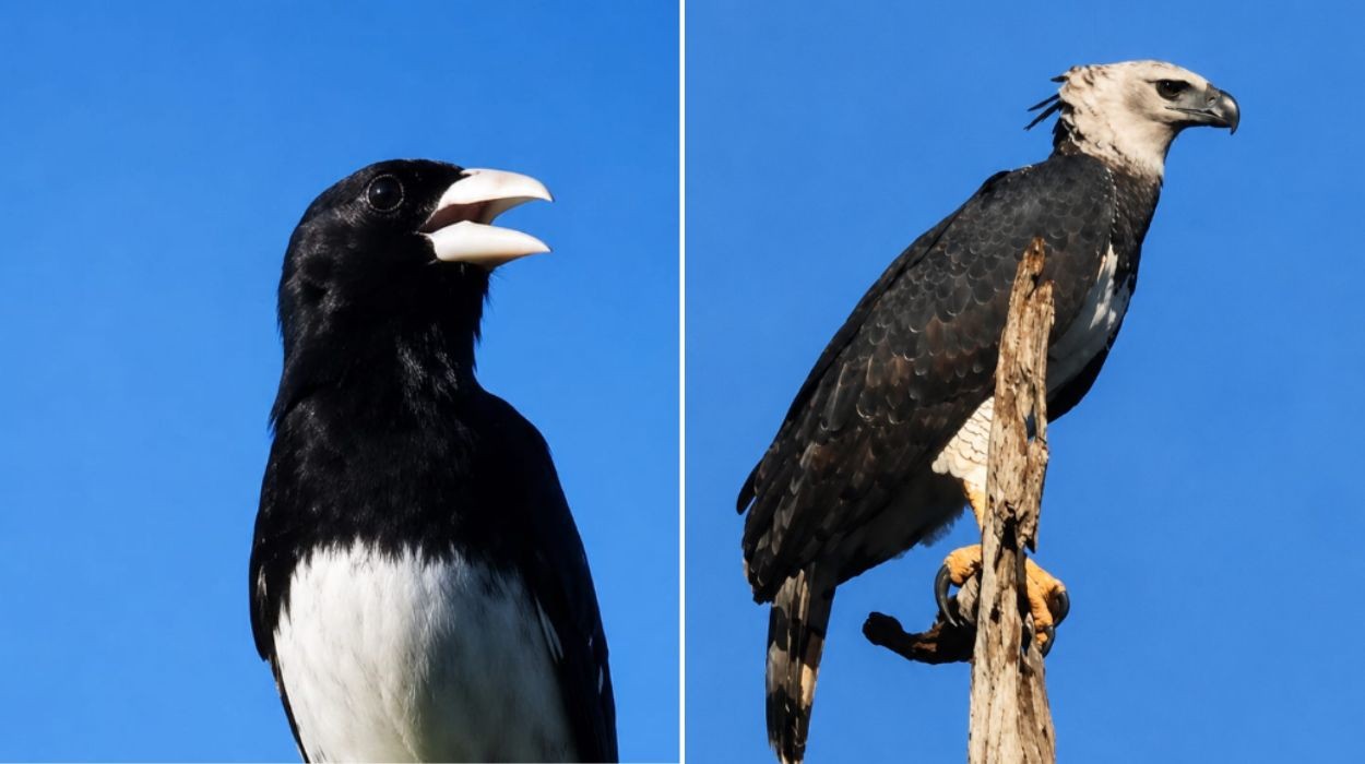 'Nunca mais vou ver isso': guia registra encontro entre duas das aves mais raras do Brasil