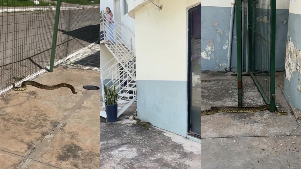 Sucuri aparece na porta de estúdio e assusta fotógrafa: 'Meu Deus, ela morde? Como meus clientes vão entrar aqui?'; veja vídeo