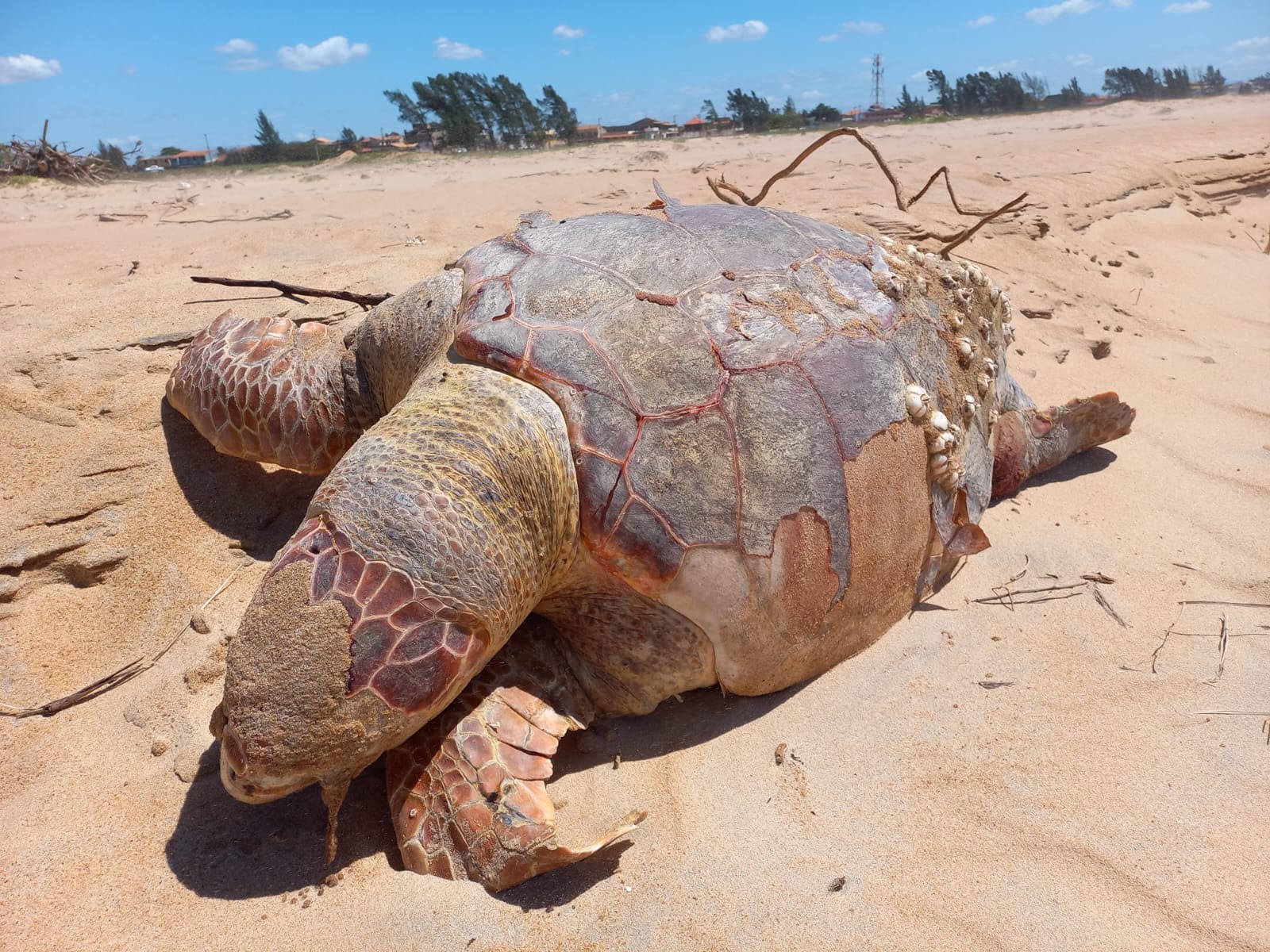 Quatro tartarugas marinhas são encontradas mortas em praia de São Francisco de Itabapoana
