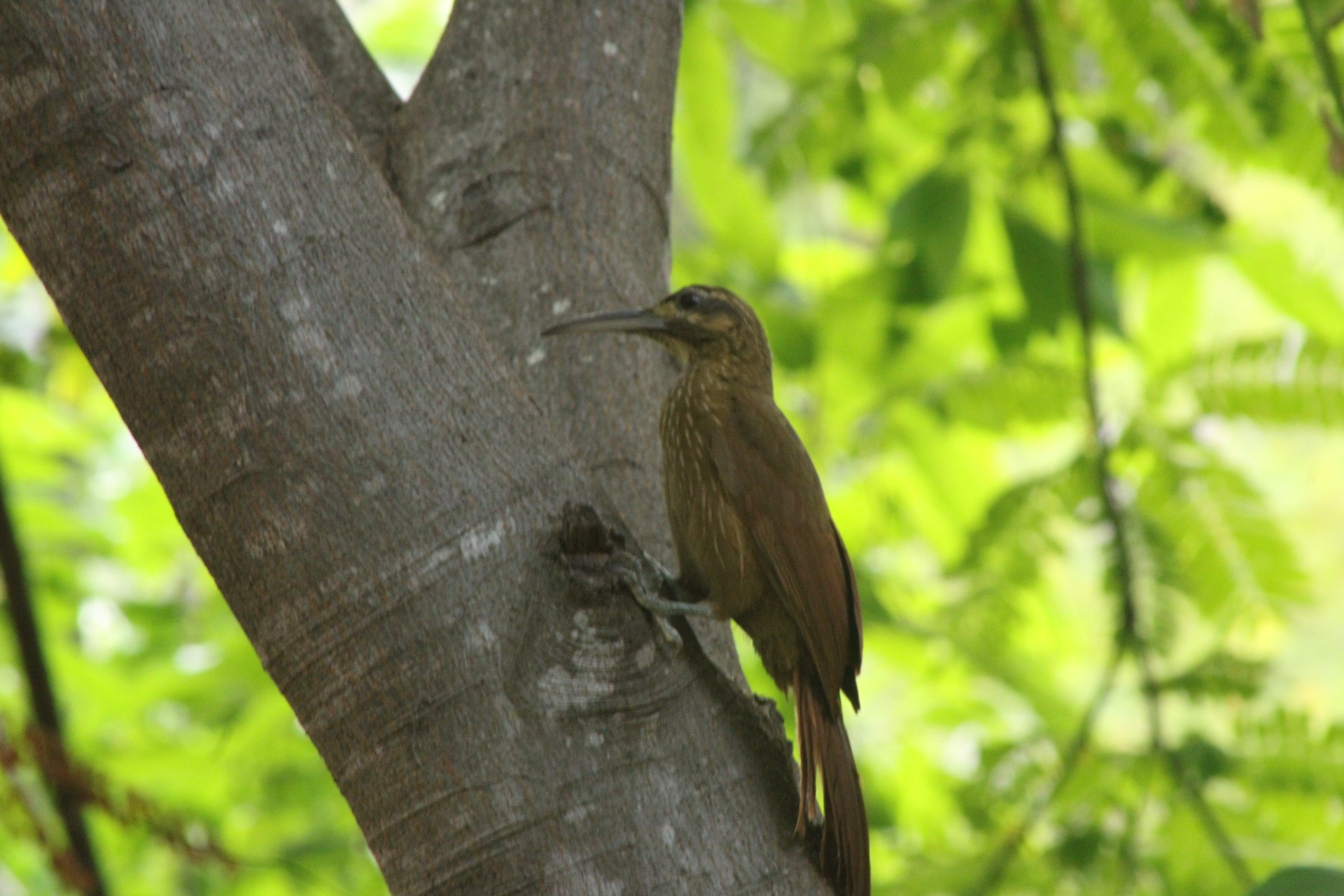 Arapaçu-do-nordeste é reencontrado no Cariri após mais de uma década sem registros