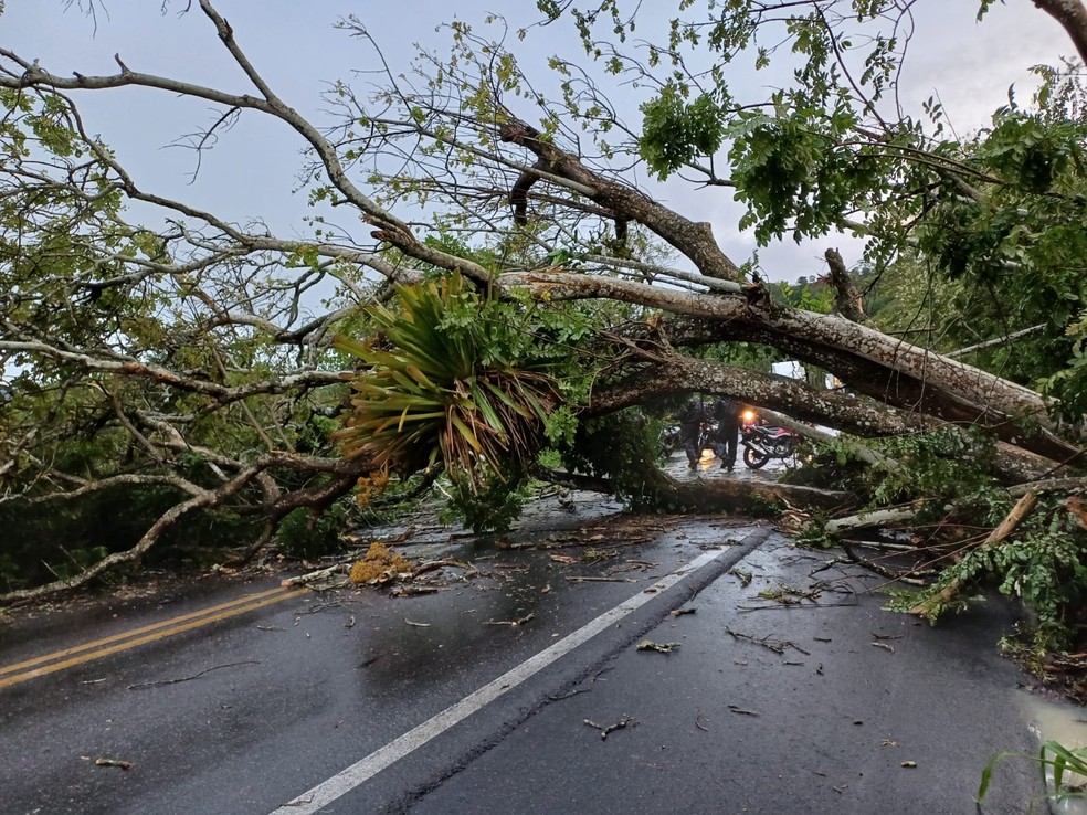 Árvore caiu e interditou totalmente a BR-316, em Satuba  — Foto: Ascom PRF