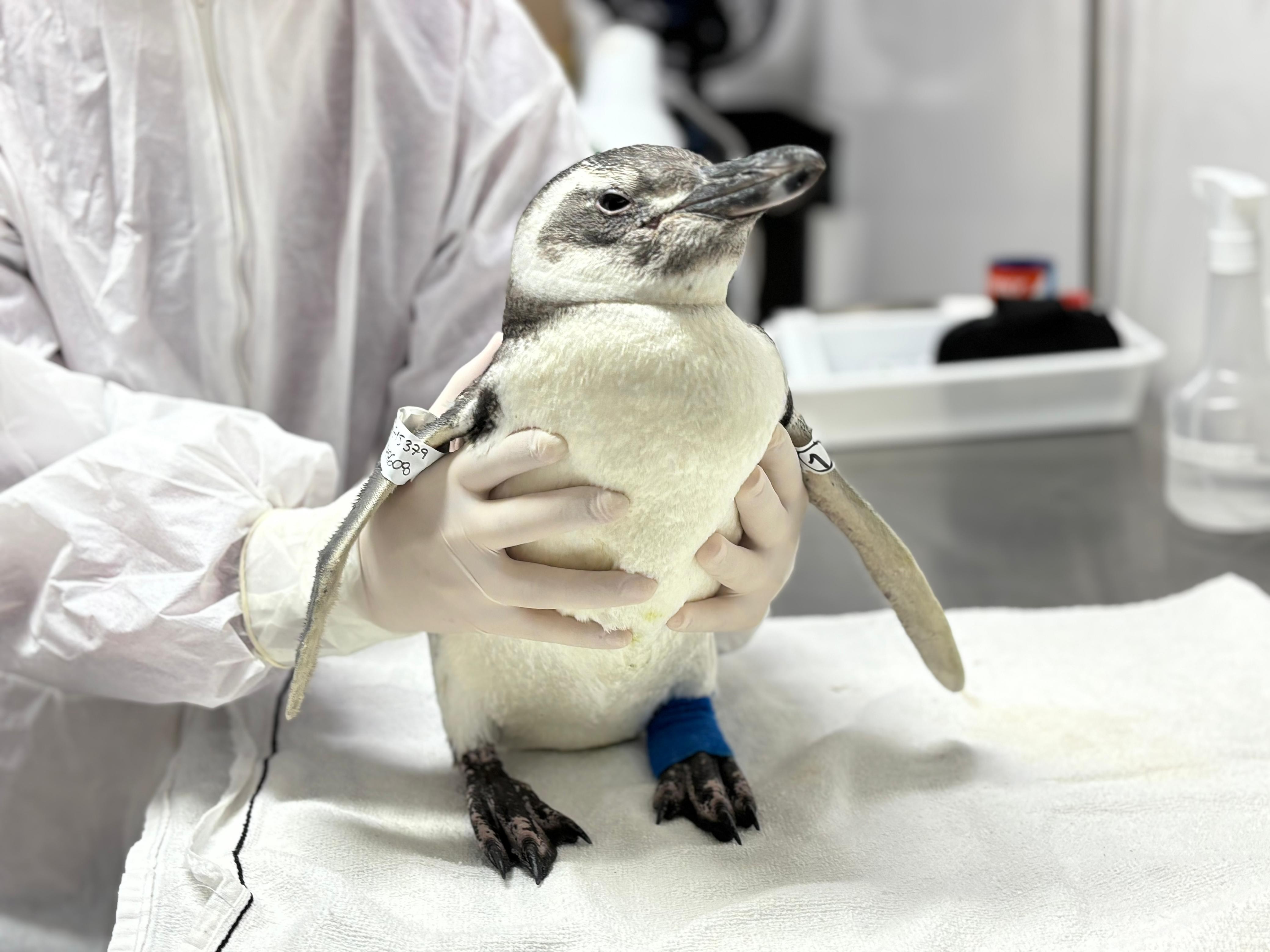 Temporada de pinguins-de-magalhães começa no Litoral Norte de SP