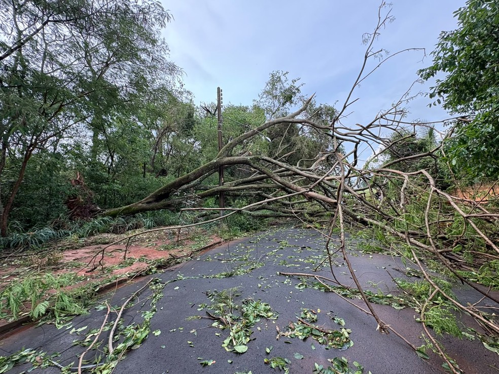 Chuva causa queda de &aacute;rvores em estrada entre Novais e Tabapu&atilde; (SP) &mdash; Foto: Divulga&ccedil;&atilde;o / Defesa Civil