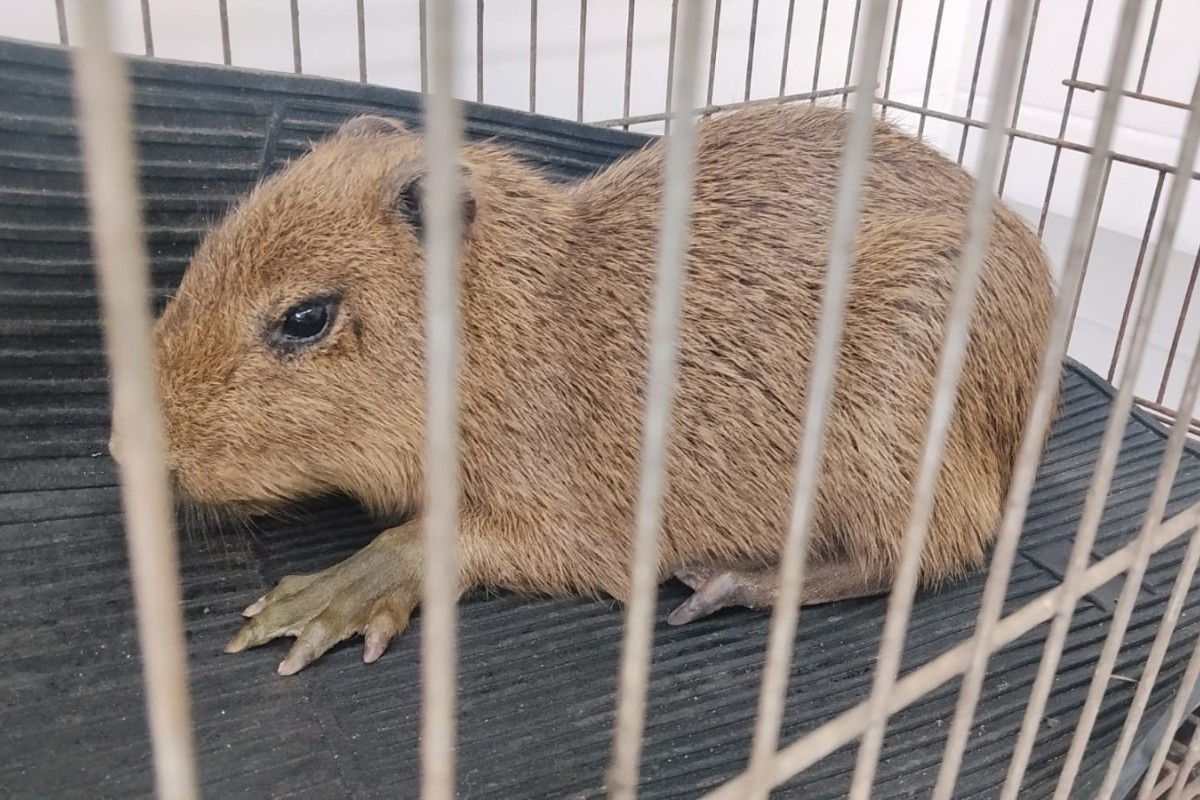 Filhote de capivara morre após ser atacado por grupo de cães no interior de SP 