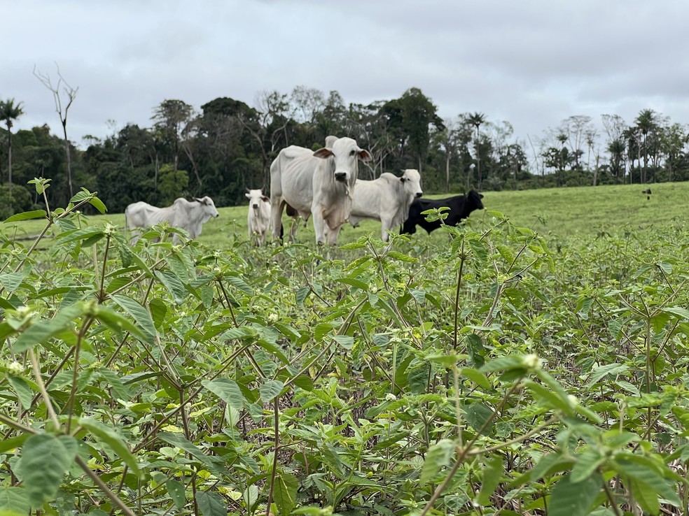 Ervas daninhas crescem e atraem lagartas que matam pasto em Roraima — Foto: Caíque Rodrigues/g1 RR