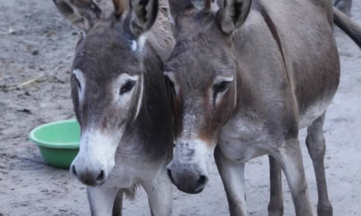 Justiça Federal aponta maus-tratos e proíbe abate de jumentos na Bahia