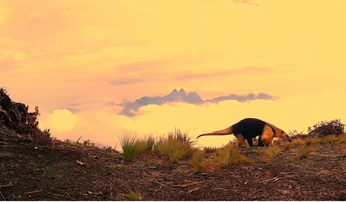 Tamanduá-mirim é registrado a mais de 2 mil metros de altitude no Parque Estadual dos Três Picos, RJ