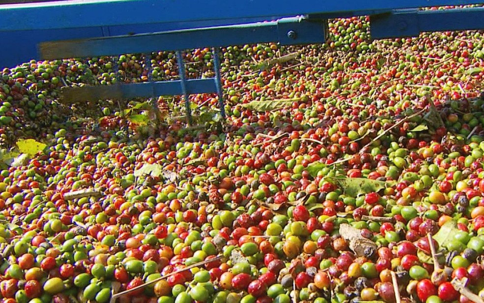 Varginha é líder em exportação de café em Minas Gerais — Foto: Reprodução / EPTV