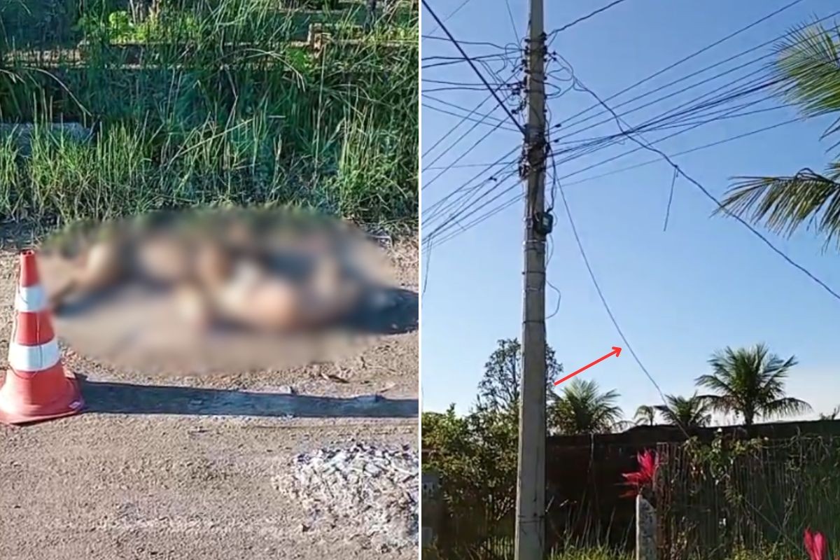 Cadelas morrem eletrocutadas após encostarem em fio de alta tensão que caiu durante ventania; VÍDEO