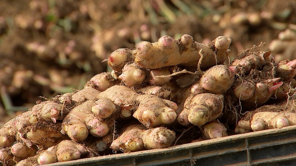 Gengibre após ser colhido — Foto: Reprodução/TV TEM