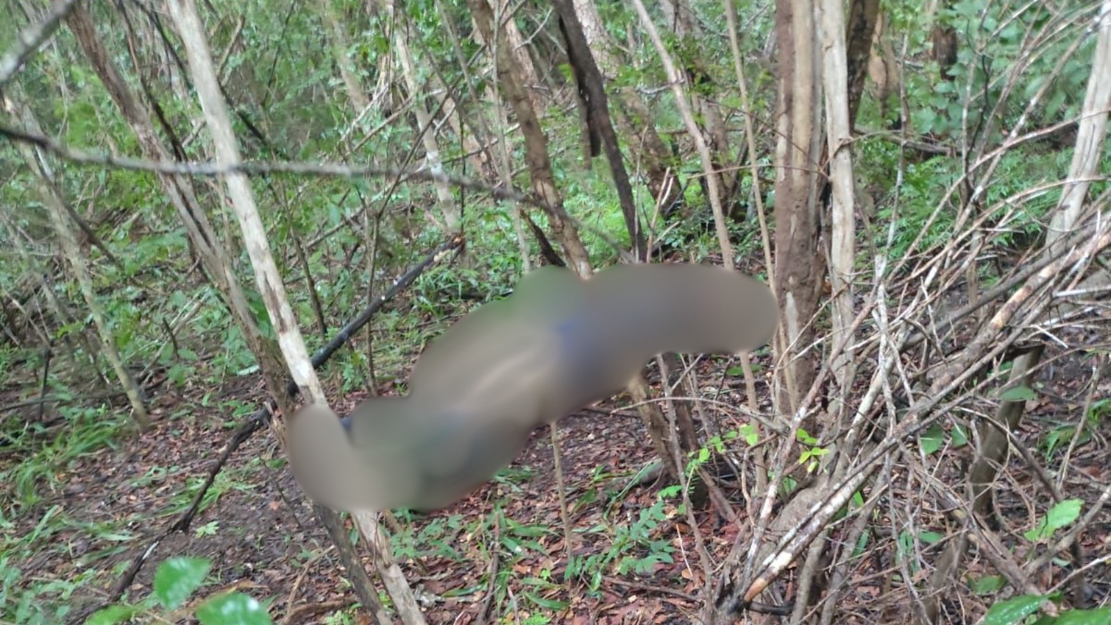 Corpo de homem que estava desaparecido é achado em área de mata no interior do Piauí