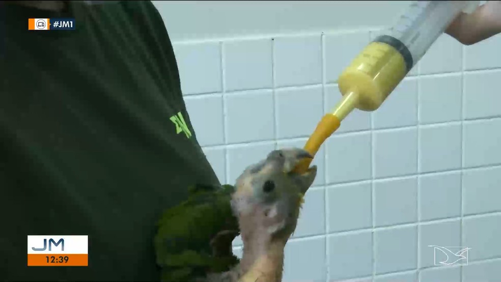 Animais foram alimentados por biólogos e veterinários — Foto: Reprodução/TV Mirante