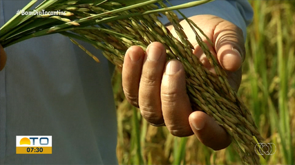 Seminários em Lagoa da Confusão discutem cadeias produtivas de grãos no Tocantins
