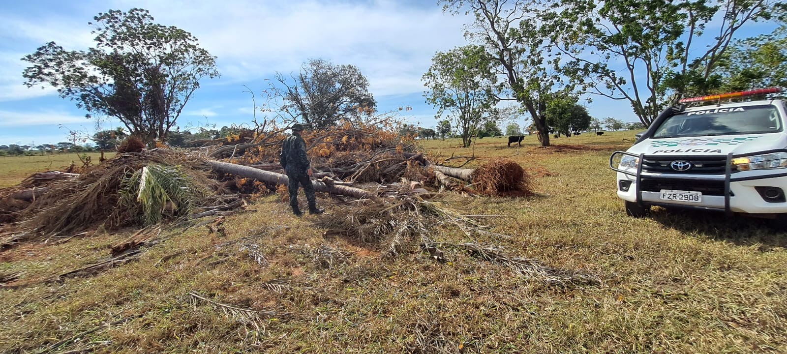 Sitiante é multado em R$ 5,6 mil por cortar árvores nativas, em Rosana