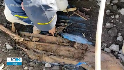 PRF apreende caminhão que transportava madeira ilegal próximo a Guaraí