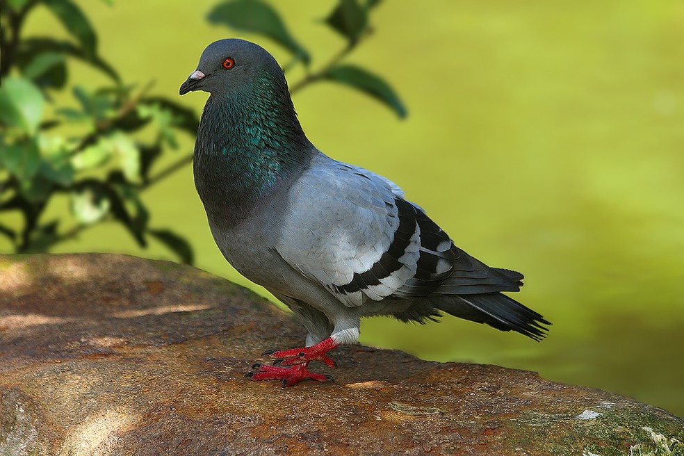 Plumagem de pombo-doméstico (Columba livia) pode variar em cores como marrom, acinzentado ou branco — Foto: Leonardo Casadei