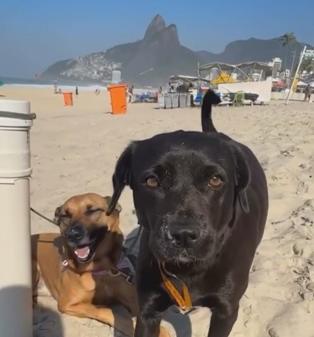 Cão perdido de mulher em situação de rua que foi presa em Ipanema é encontrado