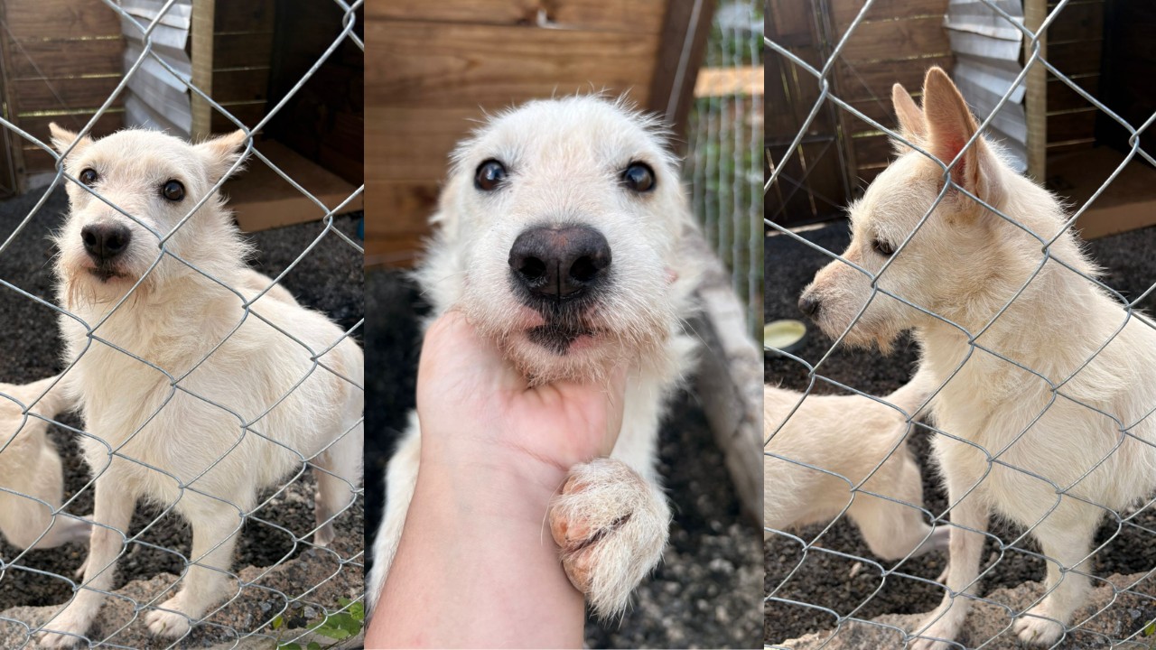 Saiba como está Pumba, cachorrinho resgatado em deslizamento de terra em Juiz de Fora