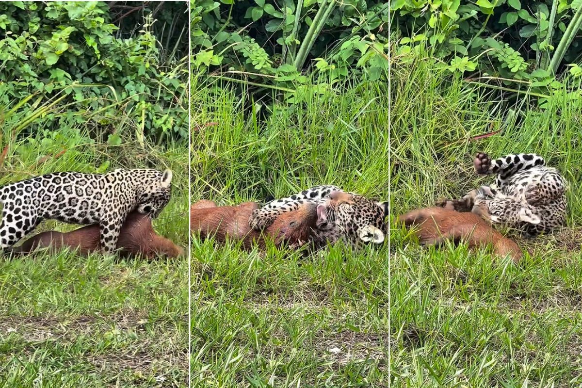 VÍDEO: Filhote de onça-pintada brinca com capivara morta após mãe caçar animal no Pantanal 