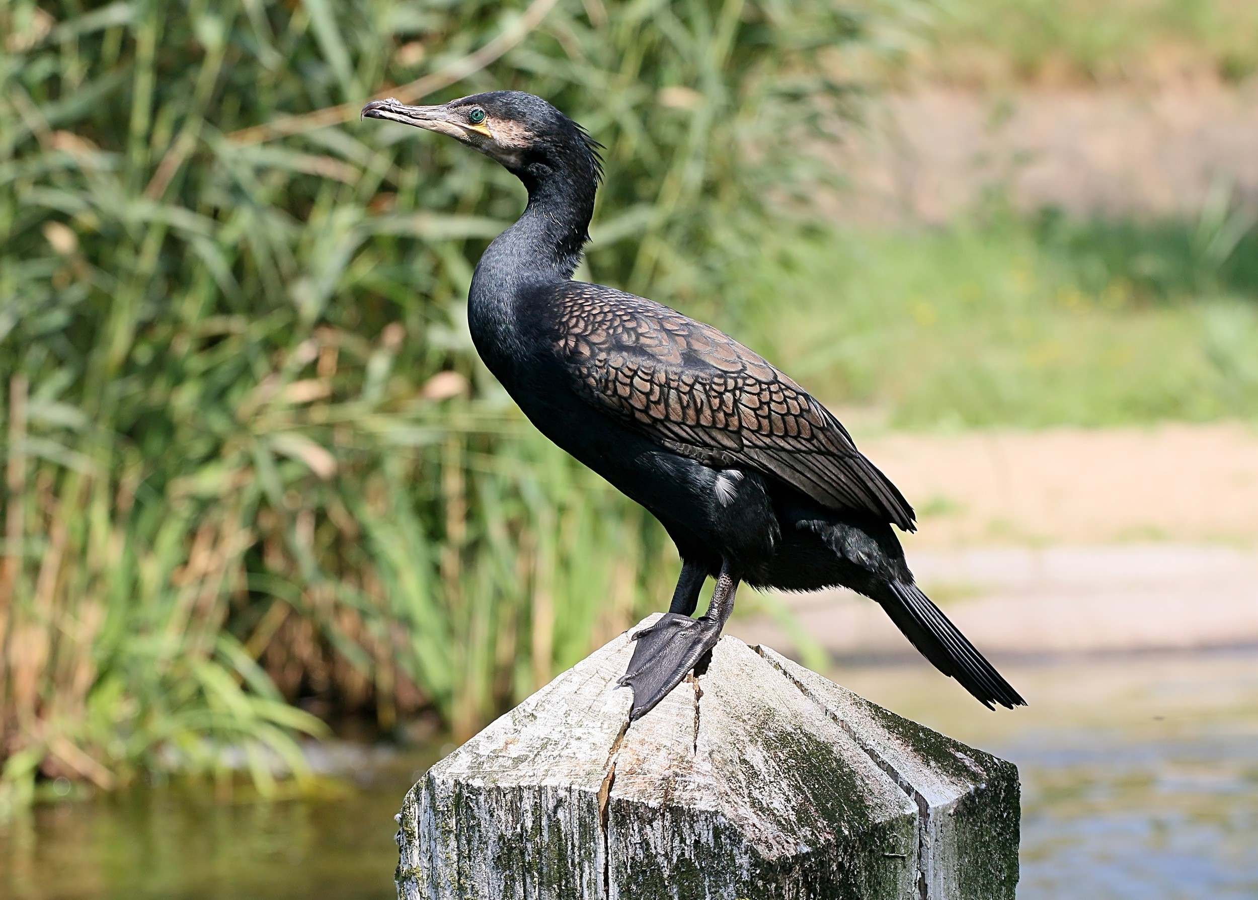 Ave silvestre morre de gripe aviária em Jundiaí; profissionais são monitorados