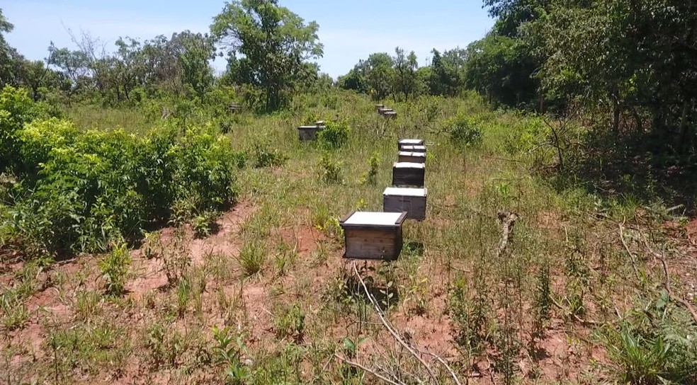 Colmeias em propriedade rural de Miraporanga — Foto: Reprodução/TV Integração