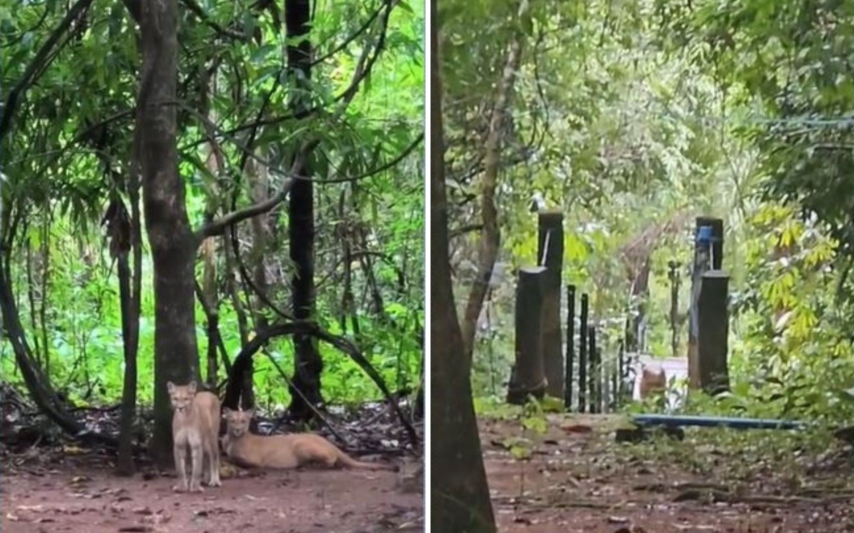 Ataque de onça à menina de 8 anos durante trilha é ‘atípico’ na Chapada dos Veadeiros, diz especialista 