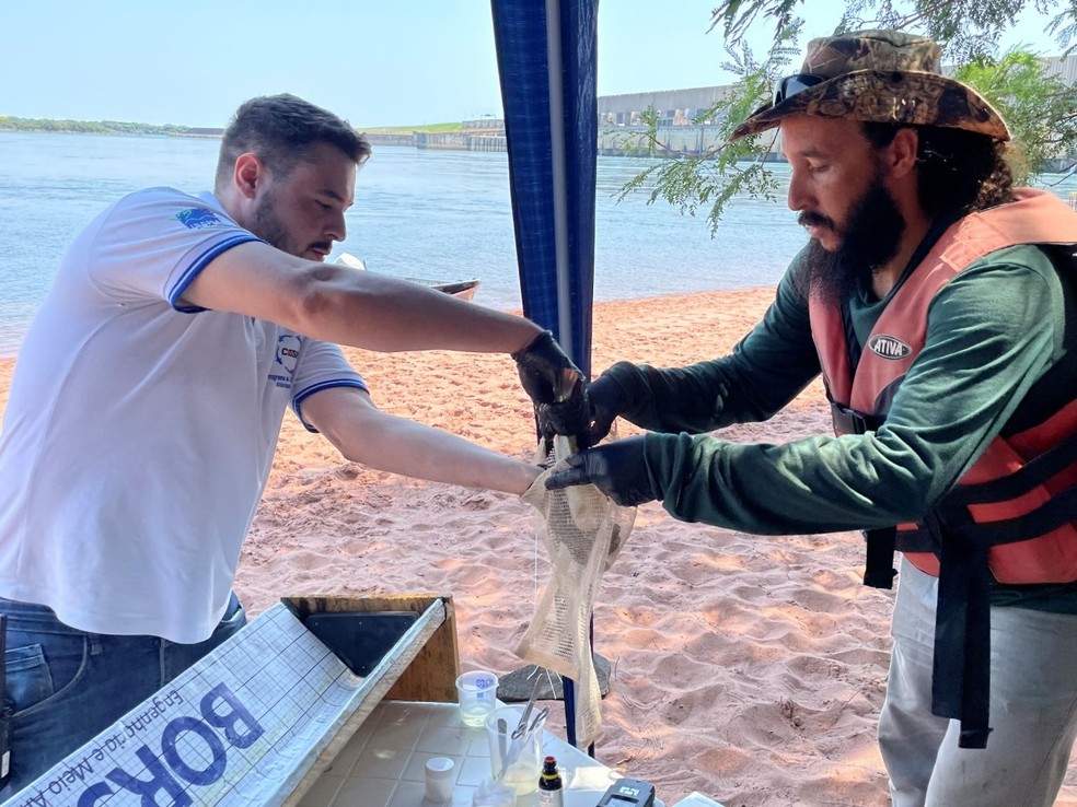 Cesp iniciou marcação de peixes na Bacia do Rio Paraná — Foto: Cesp