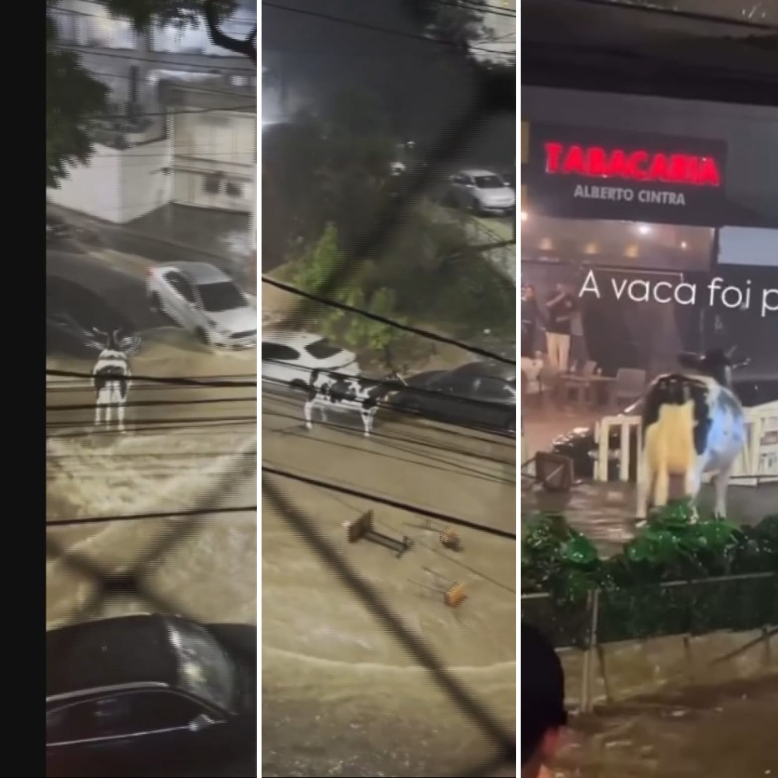 VÍDEOS: Vaca de plástico é arrastada durante chuva forte em BH
