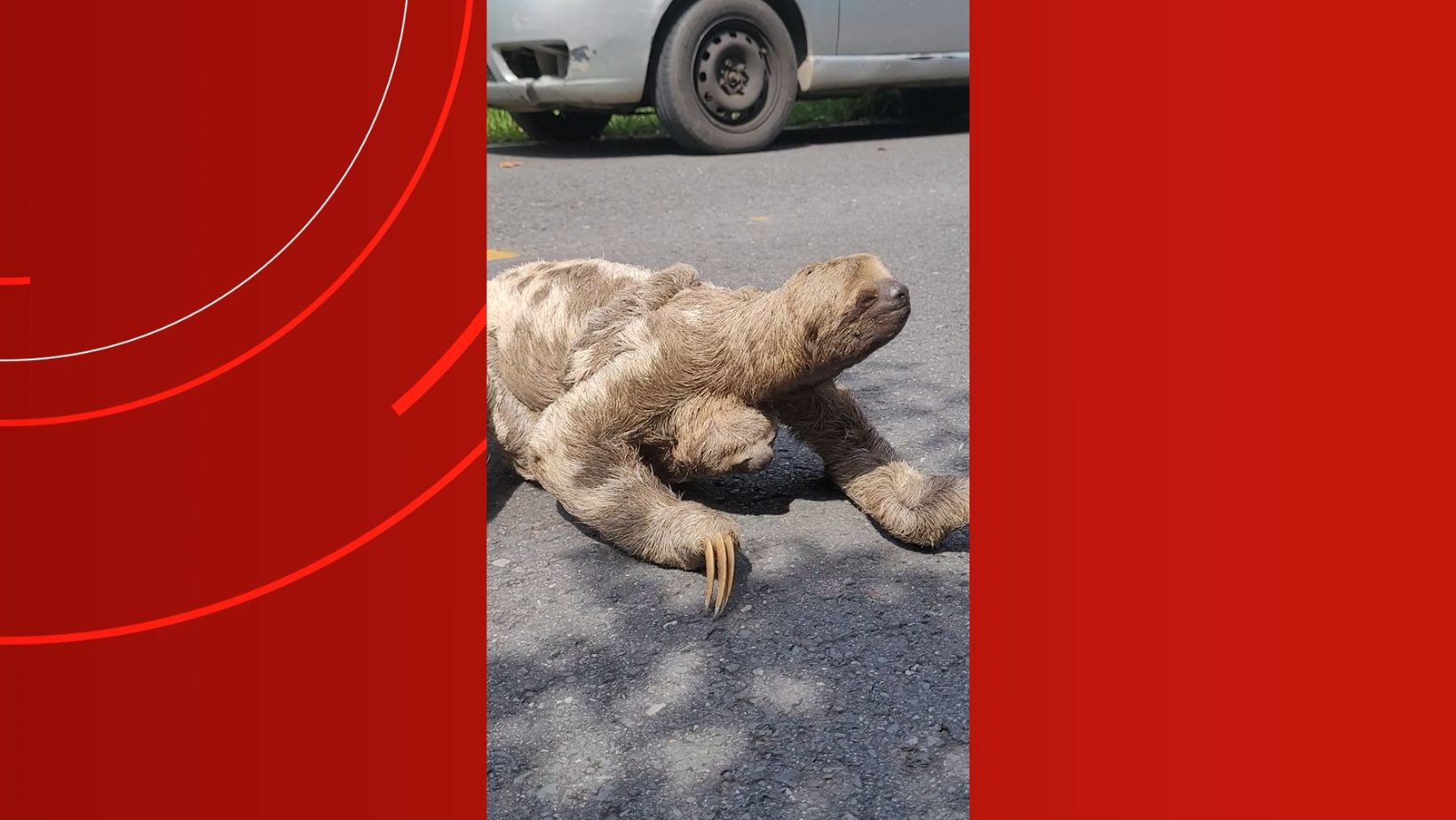 Preguiça é flagrada tentando atravessar estrada com filhote no interior do Amazonas