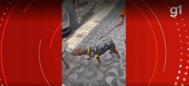 VÍDEO: Bombeiros resgatam cães trancados dentro de carro no Centro de Divinópolis