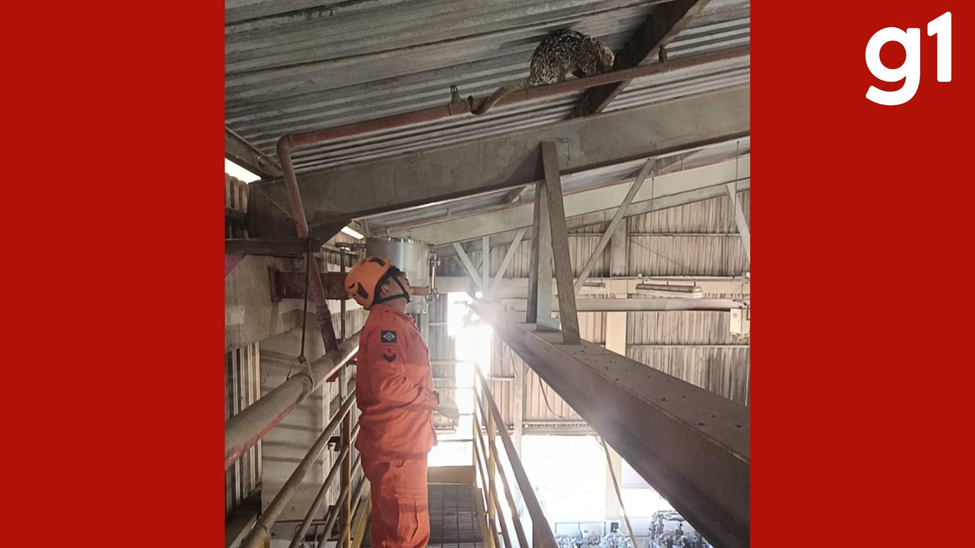 Porco-espinho resgatado em fábrica de alimentos de Mato Grosso
