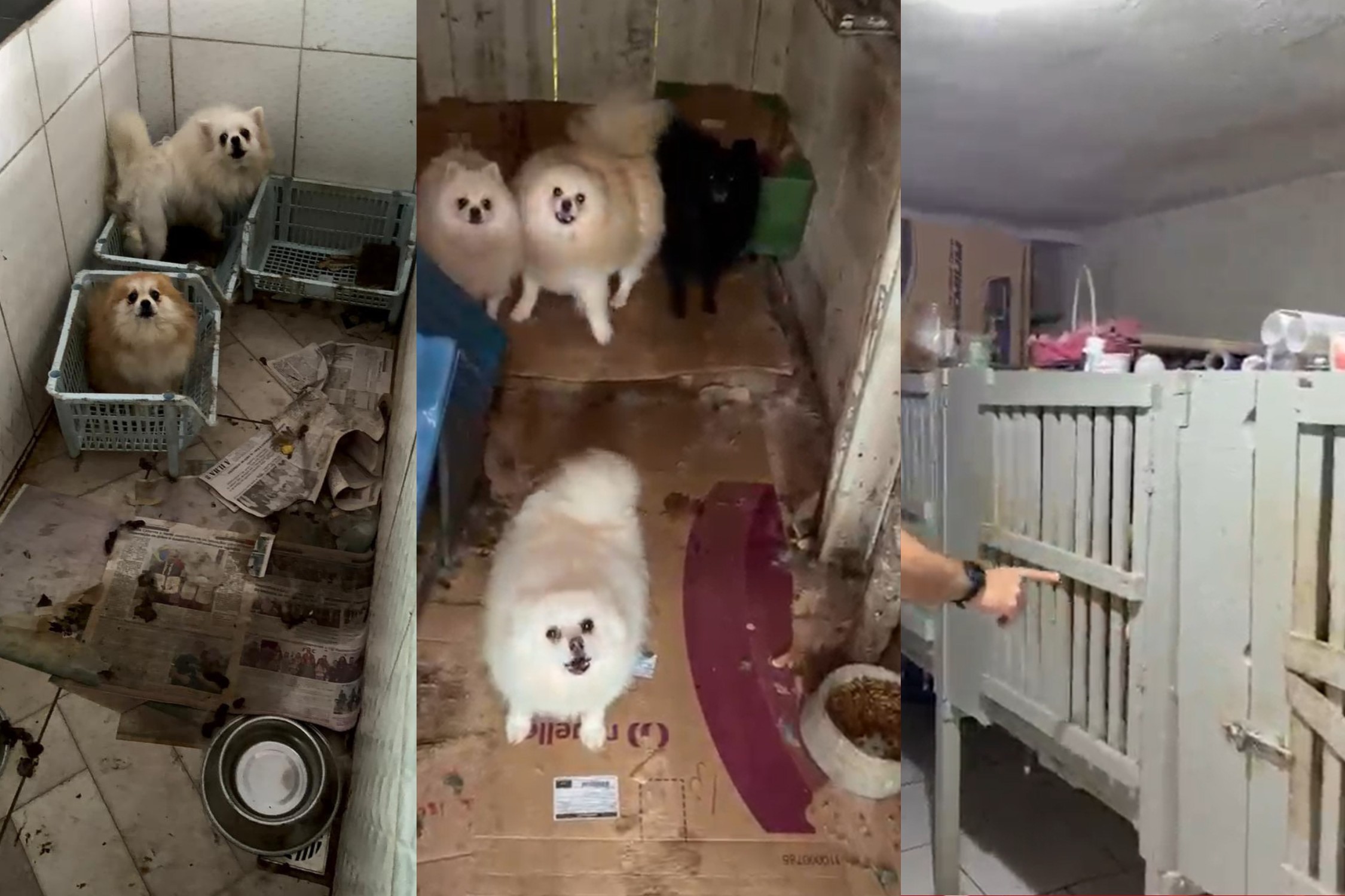 VÍDEO: 50 cães da raça spitz alemão são resgatados de criadouro clandestino na Grande Curitiba