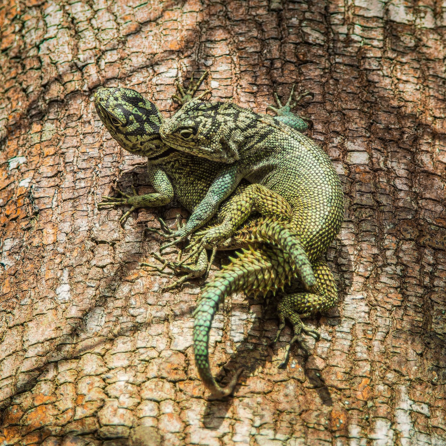 Lagarto raro é flagrado durante acasalamento no sul da Bahia