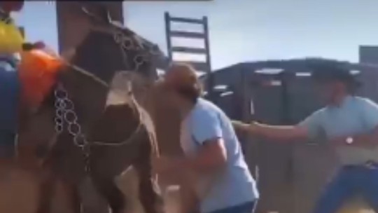 PC indicia envolvidos em maus-tratos a burro agredido com bastão de choque em cavalgada - Foto: (Redes sociais/reprodução)