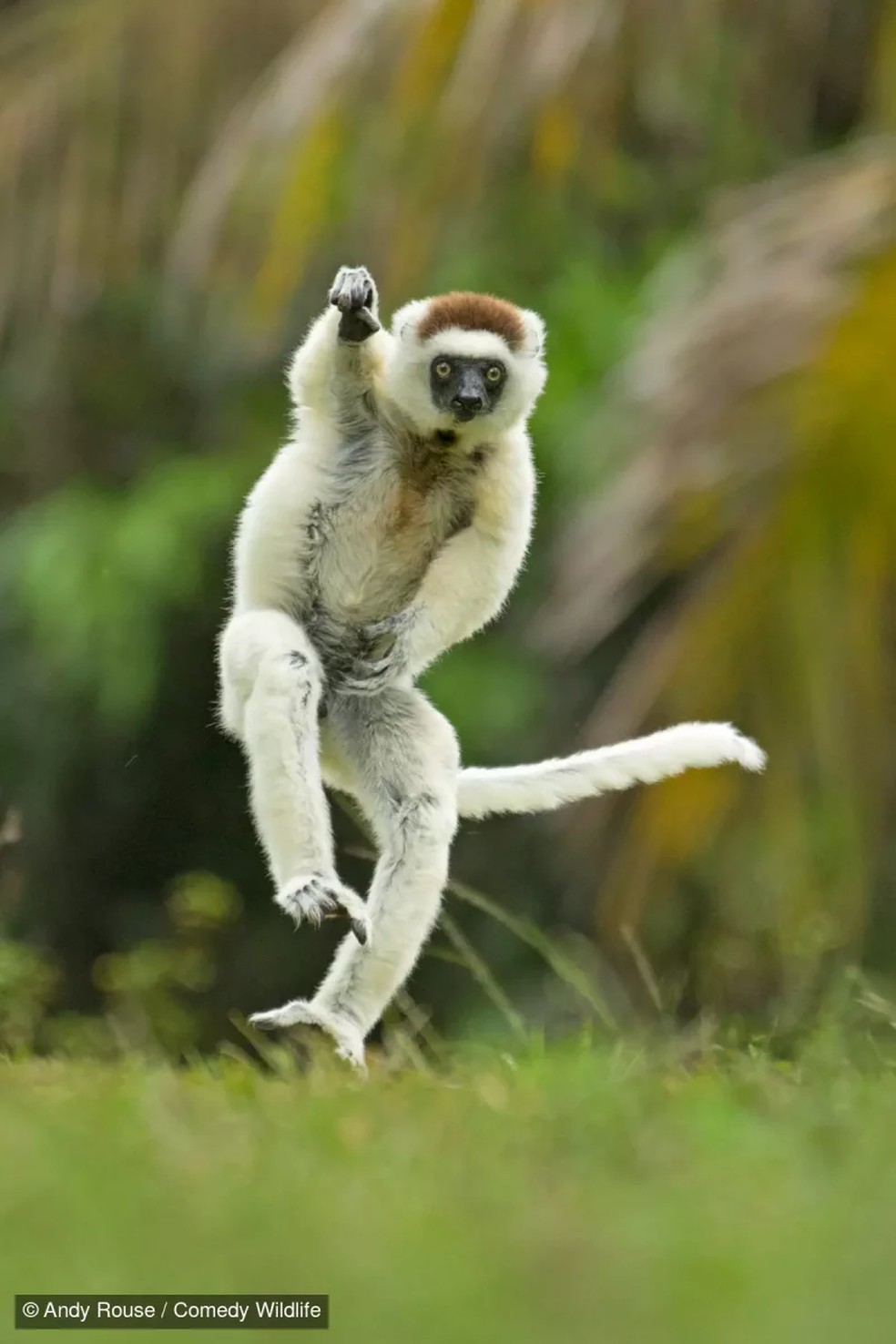 Macaco comemorando. — Foto: Andy Rouse/Comedy Wildlife