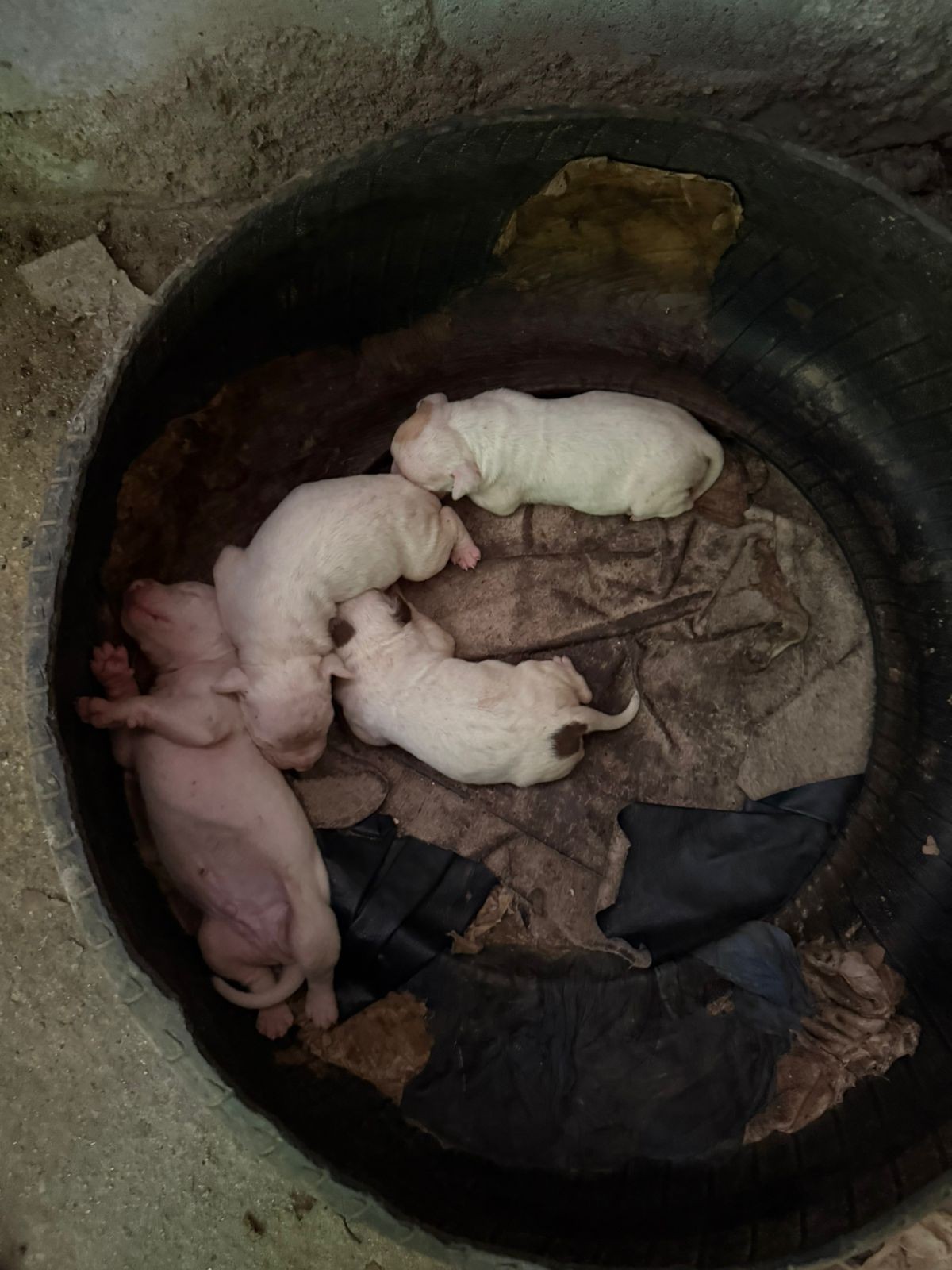 Polícia Civil resgata cães da raça pitbull em condições de maus-tratos em Niterói