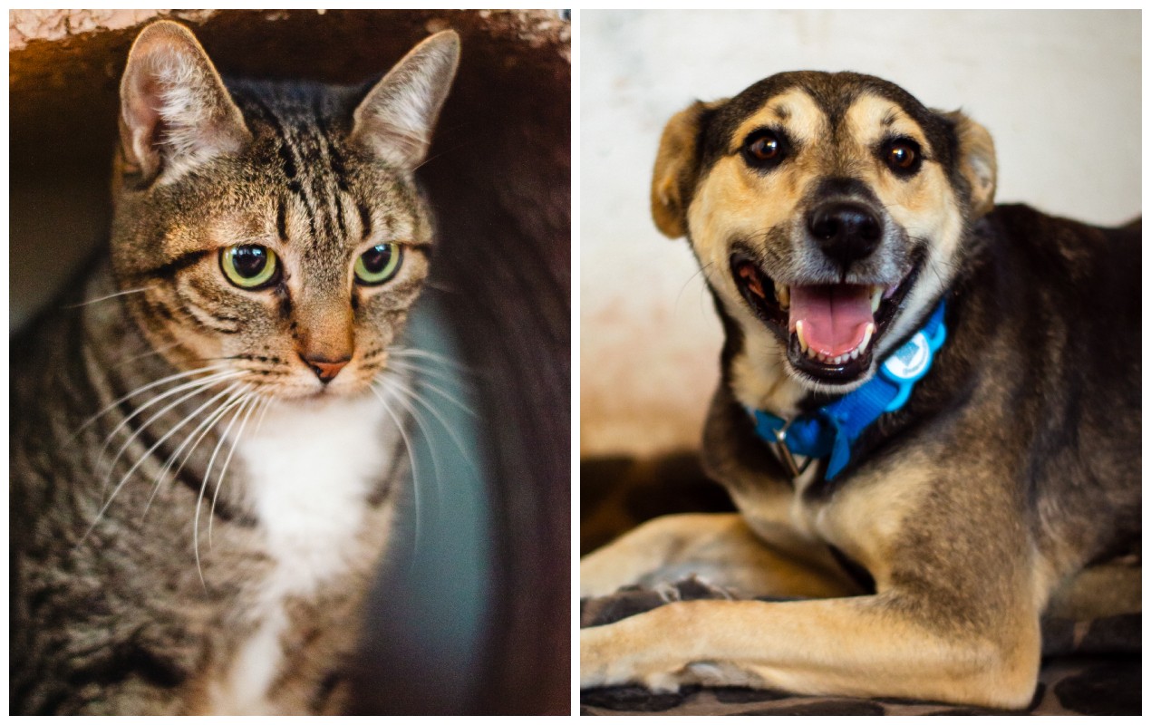 Pets pré-cadastrados por tutores são chamados para mutirão de castração em São Miguel Arcanjo