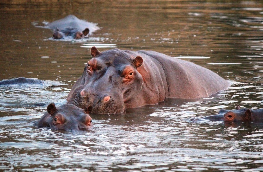 Magnata indiano quer impedir a morte de 80 hipopótamos de Pablo Escobar na Colômbia
