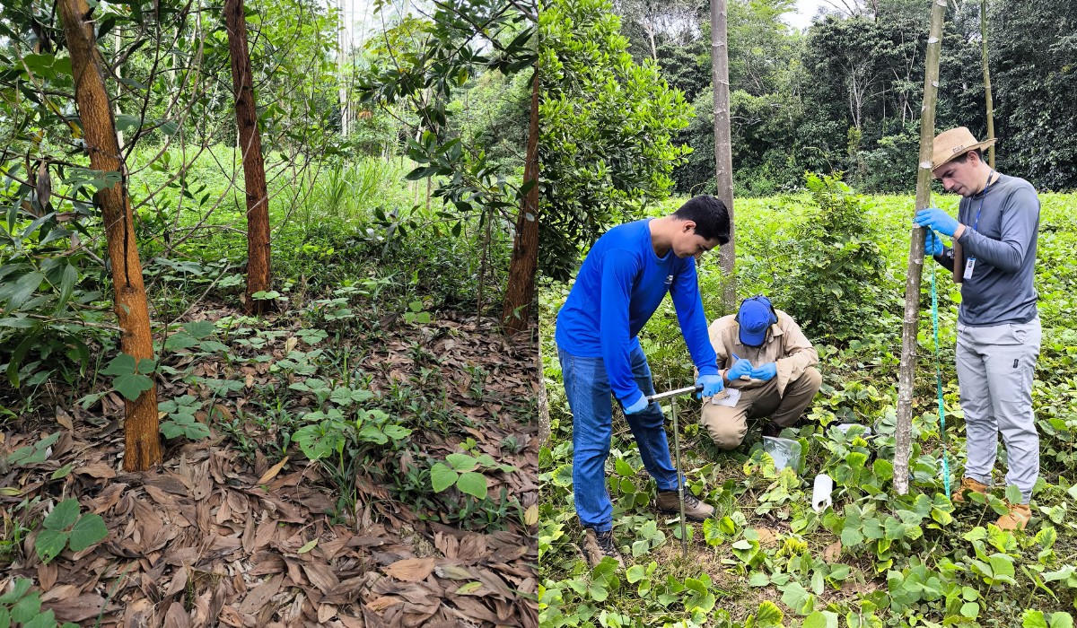 Solo ancestral da Amazônia acelera crescimento de árvores, aponta estudo conduzido por pesquisadores da USP