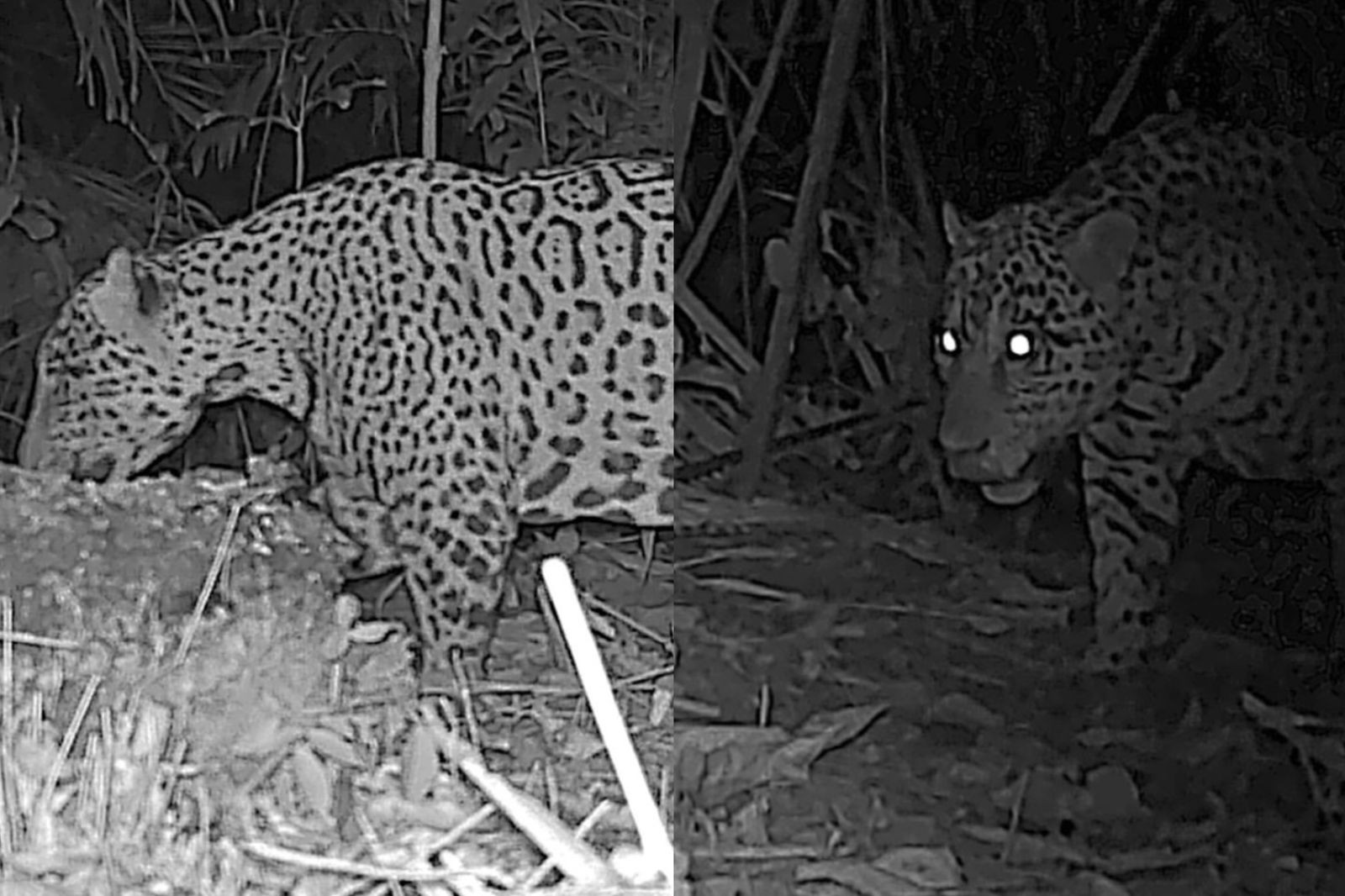Onça-pintada é fotografada em área de restauração ecológica em Porto Velho