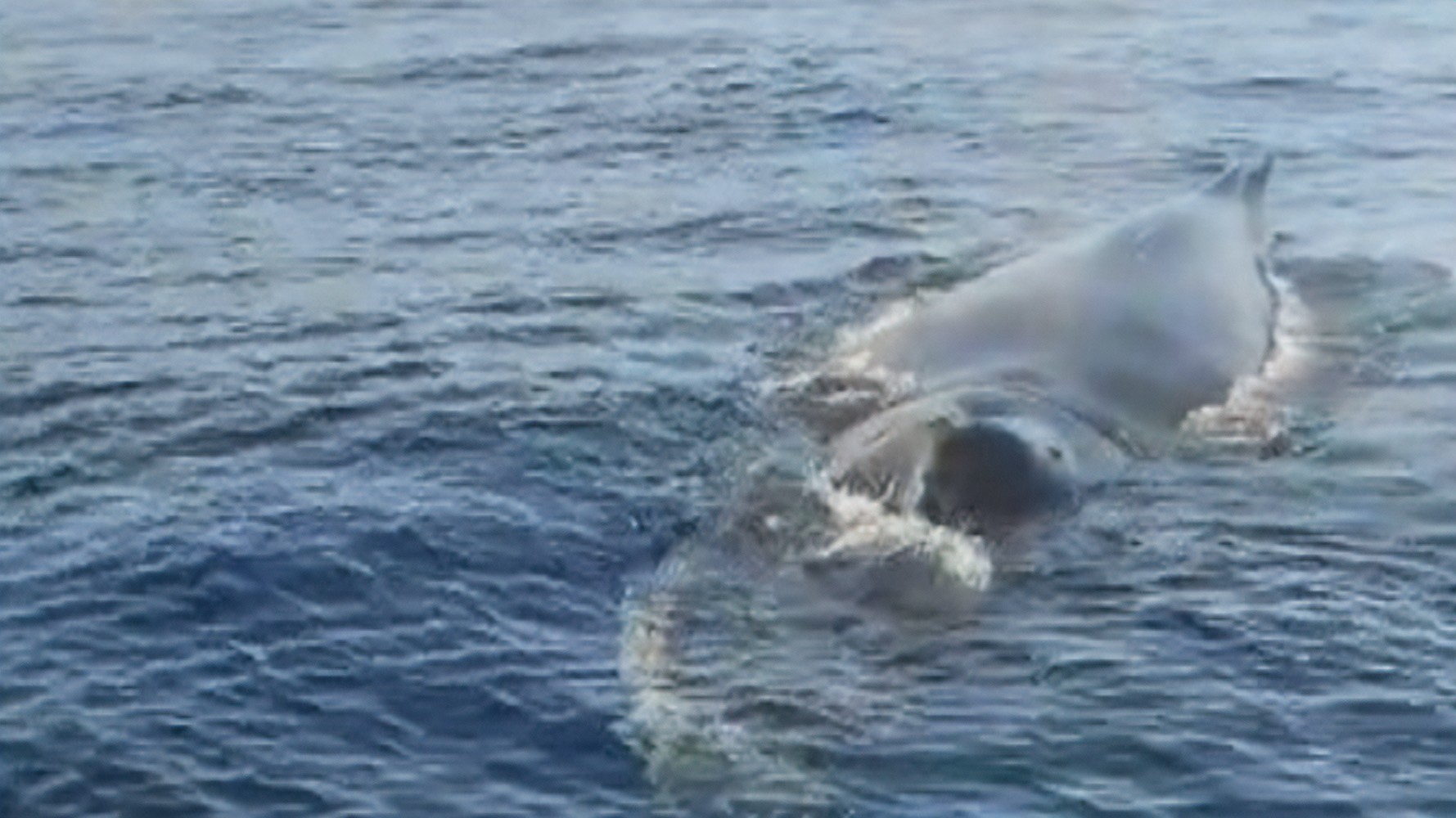 VÍDEO: baleia ‘se exibe’ para pescadores em Barra de Guaratiba