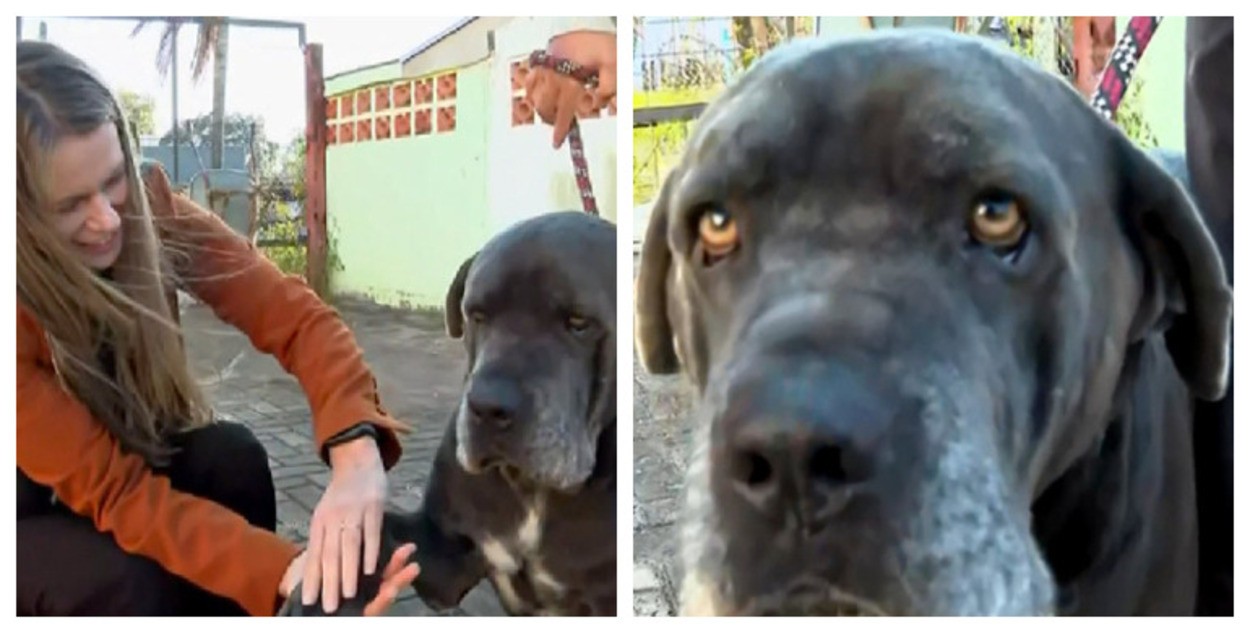 Novo site reúne mais de 600 cães e gatos resgatados à espera de um lar no interior de SP