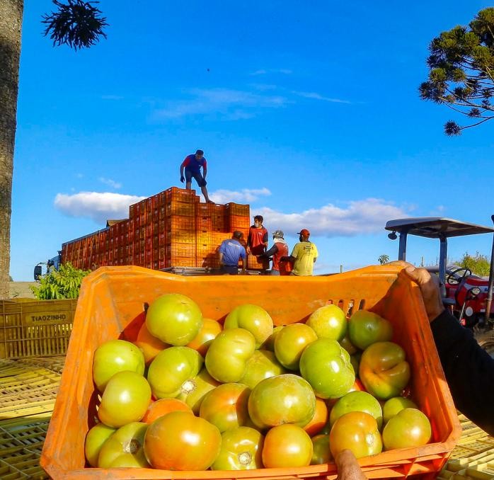 Produtores dos Campos Gerais tornam região destaque no cultivo de tomate; conheça os tipos e quando usar cada um