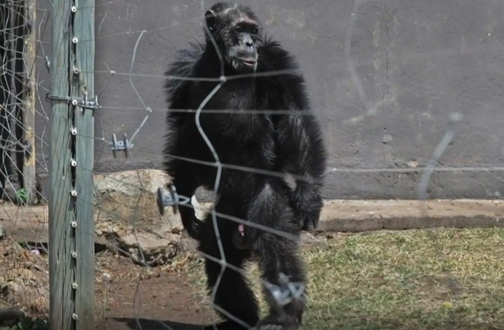 Movimento do corpo de chimpanzés pode mostrar origem da dança humana -  Olhar Digital