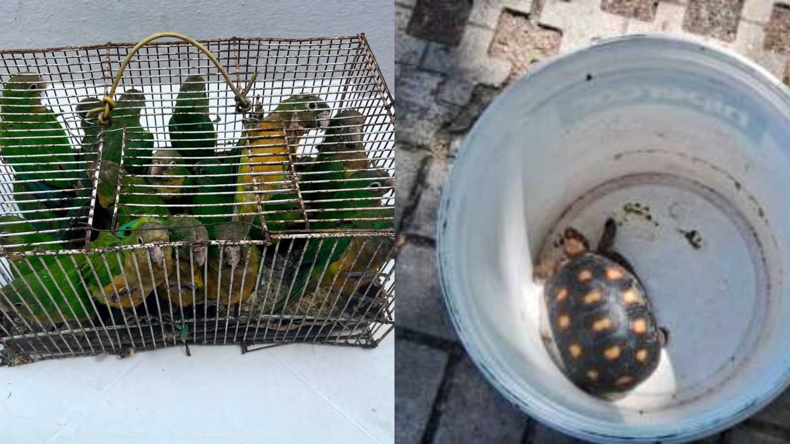Mais de 70 aves silvestres e um jabuti são resgatados de comércio ilegal na Feira da Parangaba, em Fortaleza