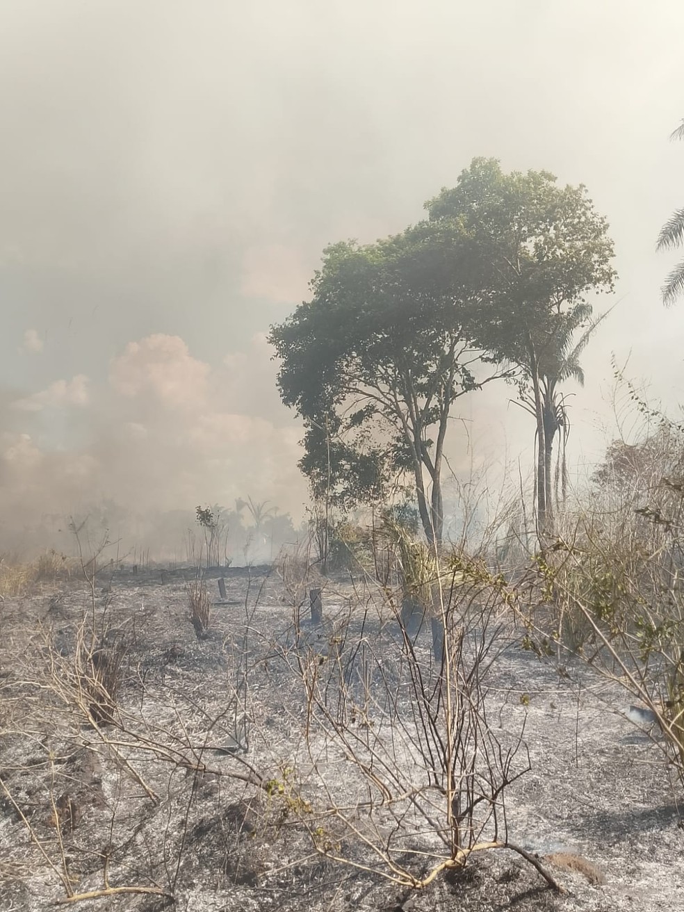 Incêndio na Terra Indígena Apyterewa, no Pará. — Foto: Reprodução