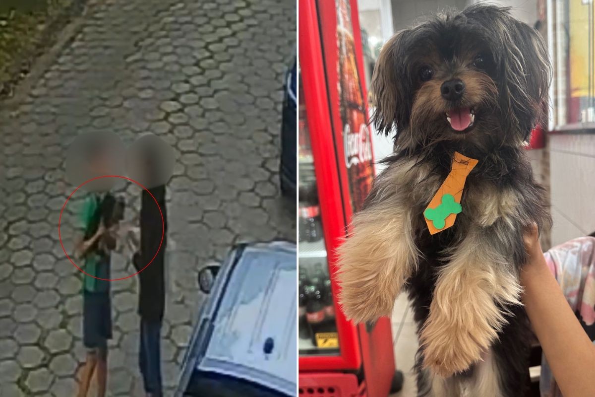 Vídeo mostra cachorro sendo levado de garagem de casa no litoral de SP; tutora procura animal