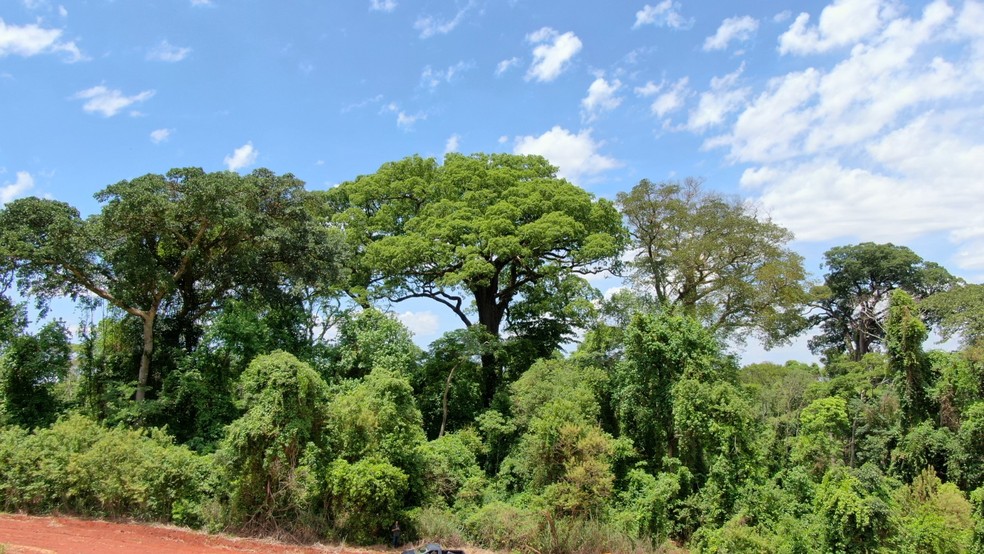 Jequitibá Matriarca - Prefeitura de Santa Rita de Passa Quatro — Foto: Crédito: Divulgação